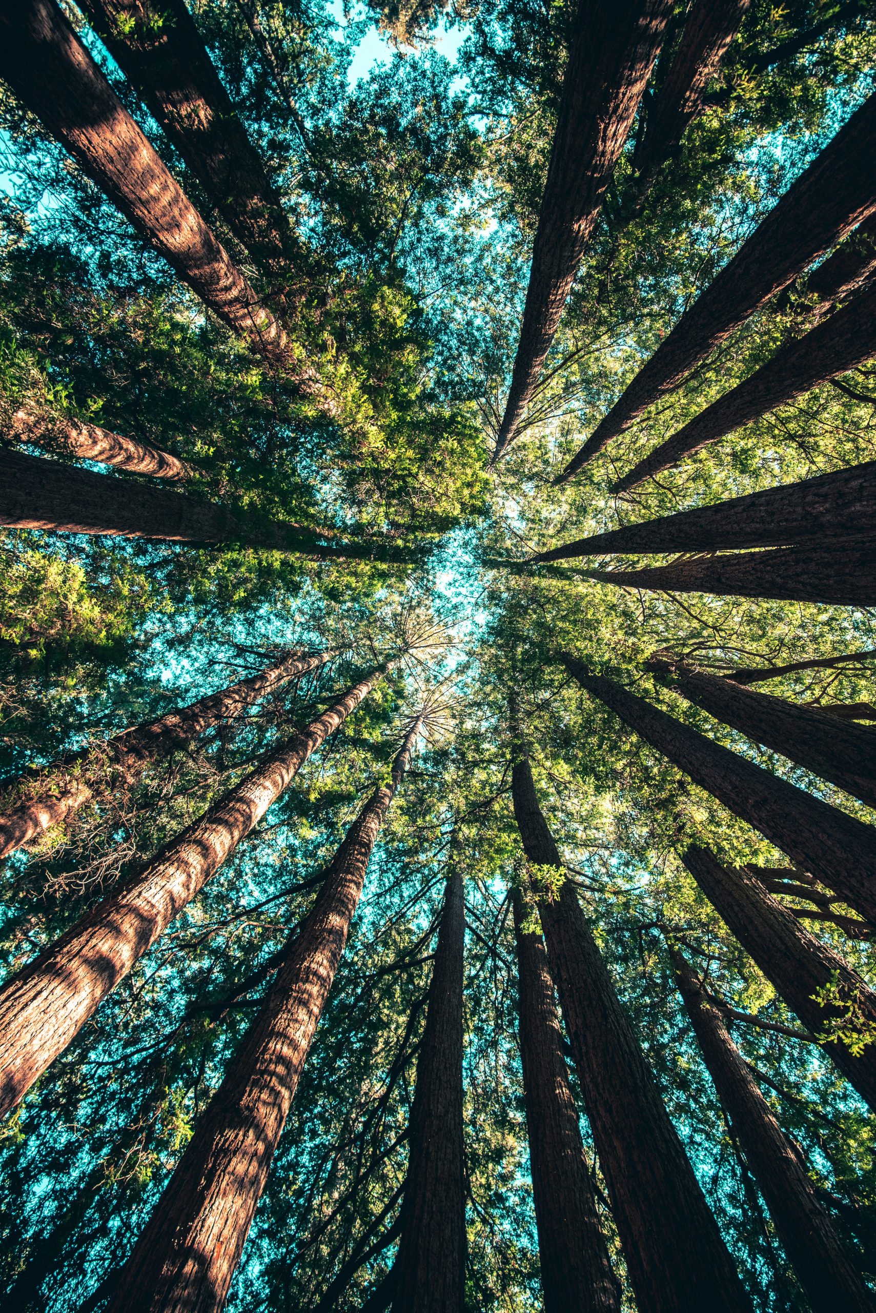 Low angle image of trees - sustainability